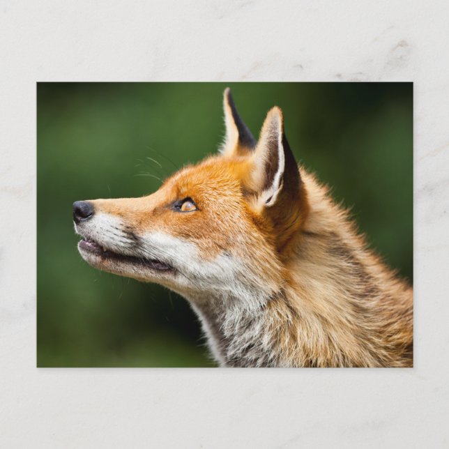 Carte Postale Renard cherchant (Devant)