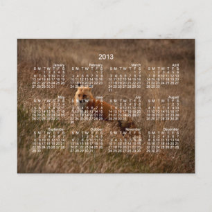 Carte Postale Renard dans l'herbe; Calendrier 2013