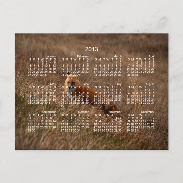Carte Postale Renard dans l'herbe ; Calendrier 2013 (Devant)