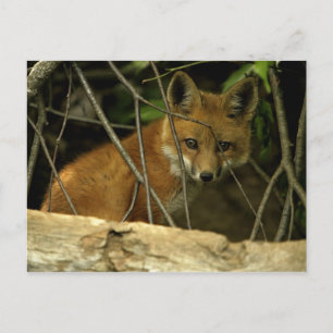 Carte Postale renard de bébé par trou