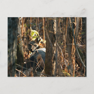 Carte Postale renard en catimini