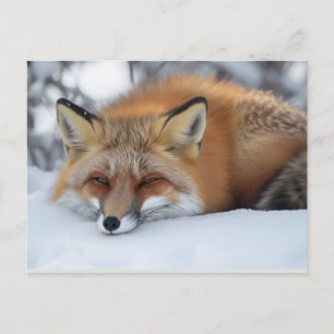 Carte Postale Renard endormi mignon Animal d'hiver 