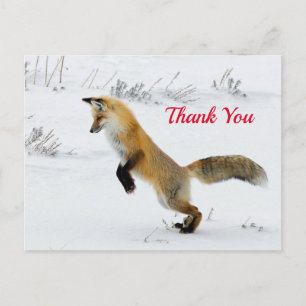 Carte Postale Renard Leaping Snow Photo Merci