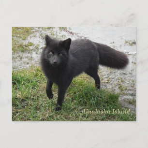 Carte Postale Renard noir sur l'île de l'Unalaska