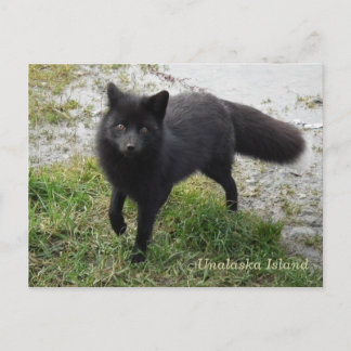Carte Postale Renard noir sur l'île de l'Unalaska