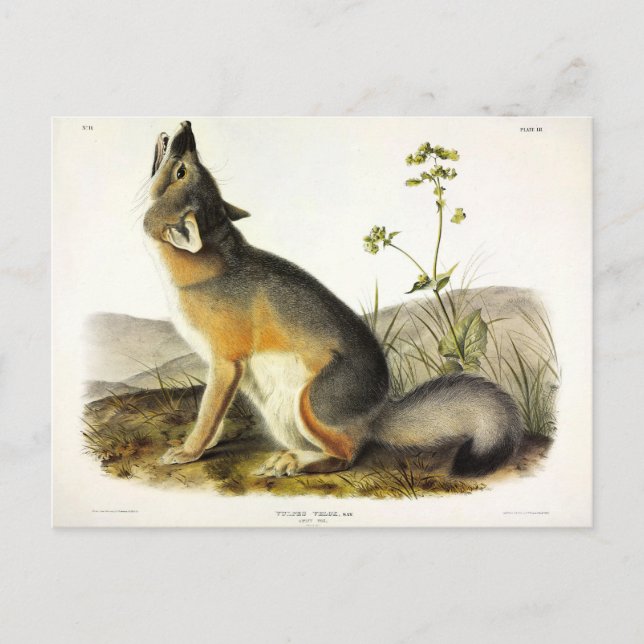 Carte Postale Renard rapide (Vulpes Velox) des Quadrupeds d'Audu (Devant)