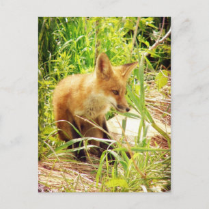Carte Postale Renard rouge