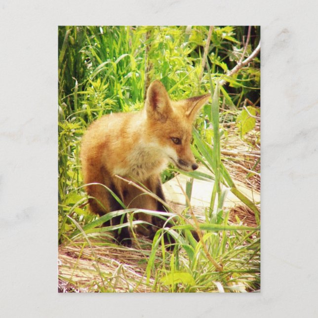 Carte Postale Renard rouge (Devant)