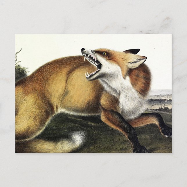 Carte Postale Renard rouge américain, Vulpes vulpes fulvus par A (Devant)