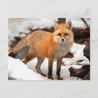 Carte Postale Renard rouge dans la neige
