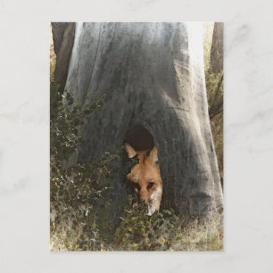 Carte Postale Renard rouge dans un arbre Cadeaux et vêtements