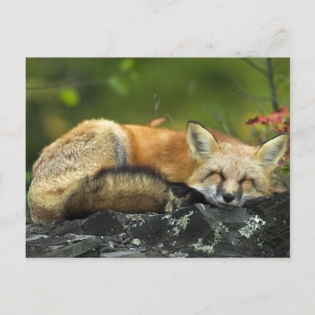 Carte Postale Renard rouge dormant (Devant)