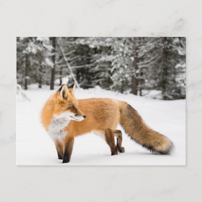 Carte Postale Renard rouge en neige blanche (Devant)