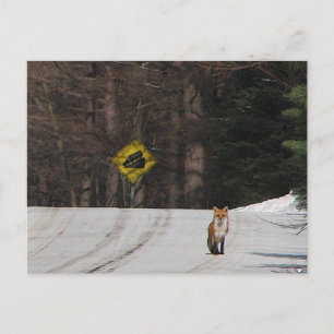 Carte Postale Renard rouge sur Hilltop