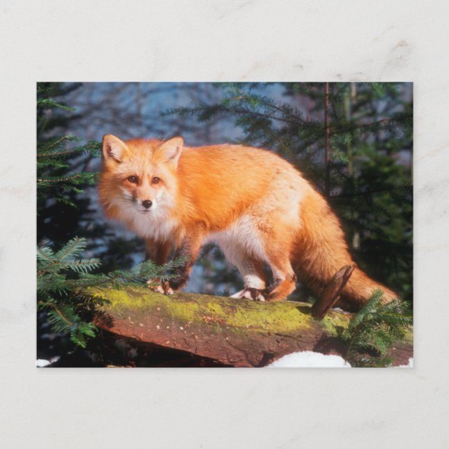 Carte Postale Renard rouge sur un journal (Devant)
