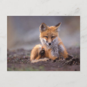 Carte Postale renard rouge, vulpes de Vulpes, chiot se rayant,