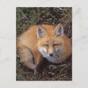 Carte Postale renard rouge, Vulpes vulpes, en couleurs automnale