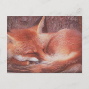 Carte postale Renard roux