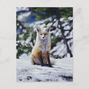 Carte Postale Renard roux assis sur un banc de neige, Vulpes, Mt