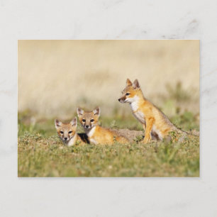Carte Postale Renard roux (Vulpes macrotis) jeune au terrier, 5