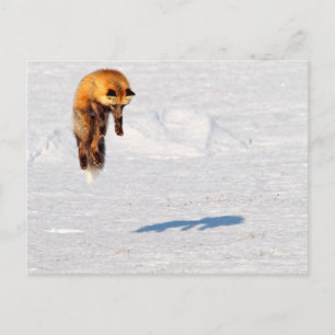 Carte Postale Renard Saut Yukon, Canada