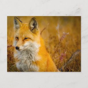 Carte Postale Renard sauvage dans la forêt