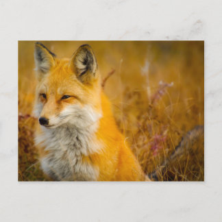 Carte Postale Renard sauvage dans la forêt