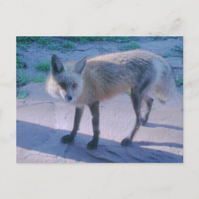Carte Postale Renard sur le porche (Devant)