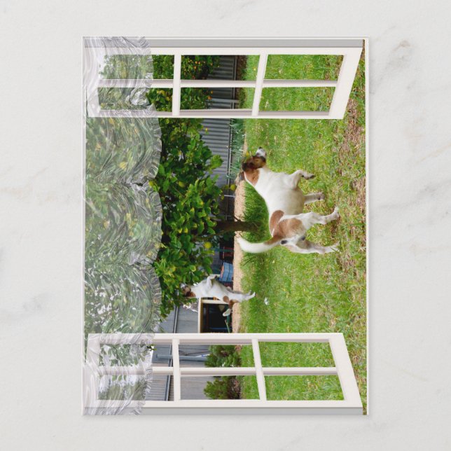 Carte Postale Renard Terriers À La Découverte Du Jardin, (Devant)