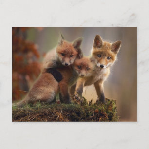 Carte Postale Renards