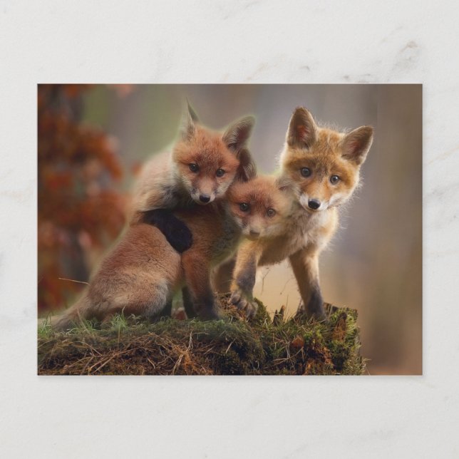 Carte Postale Renards (Devant)