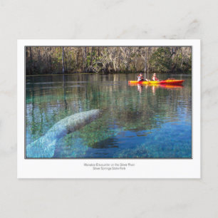 Carte Postale Rencontre avec Manatee