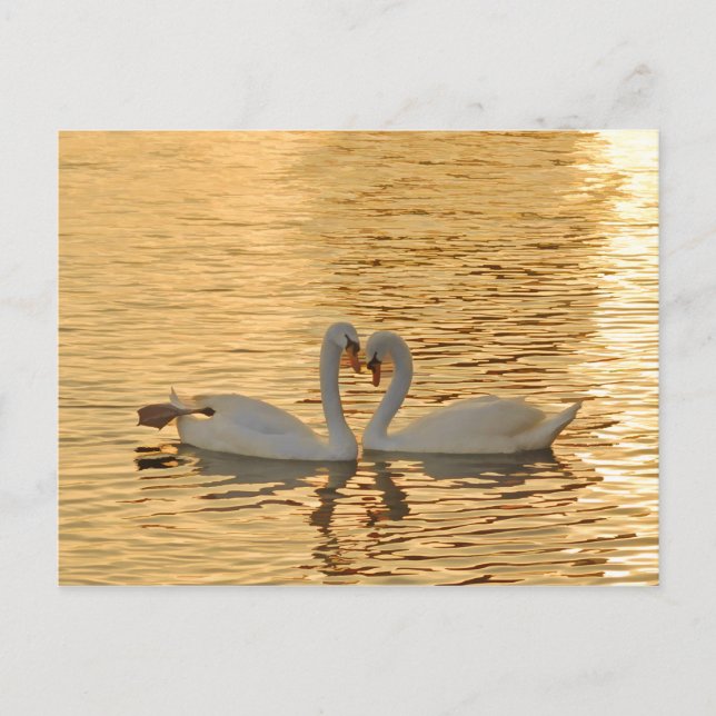 Carte Postale Rencontre de couple de cygne au coucher du soleil (Devant)