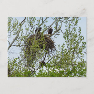 Carte Postale Rencontrez La Famille Des Aigles