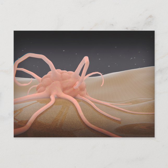 Carte Postale Rendu 3D De La Phagocytose De Macrophage (Devant)