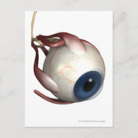 Rendu réaliste des muscles de l'oeil