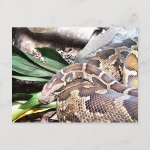 Carte Postale Repaire de serpent python