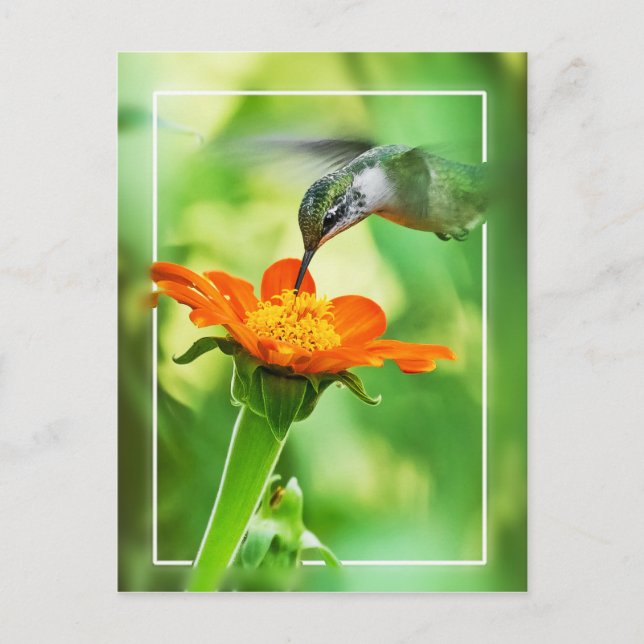 Carte Postale Repas de colibri (Devant)