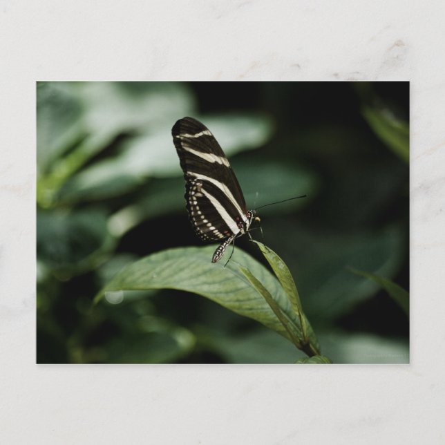 Carte postale Repas équilibré (Devant)