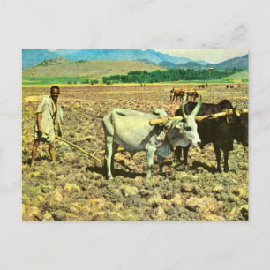 Carte Postale Réplique Éthiopie vintage, bœufs tirant une charru