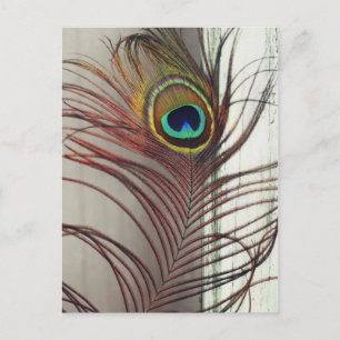 Carte Postale Repose de la plume de paon