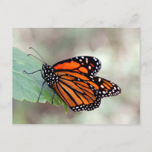 Carte Postale Repose de monarque