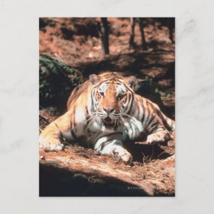Carte Postale Repose de tigre