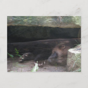 Carte Postale Repose De Wolverine Double Exposée, Montre Des Lèv