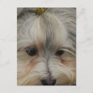Carte Postale Repose du chien havanais