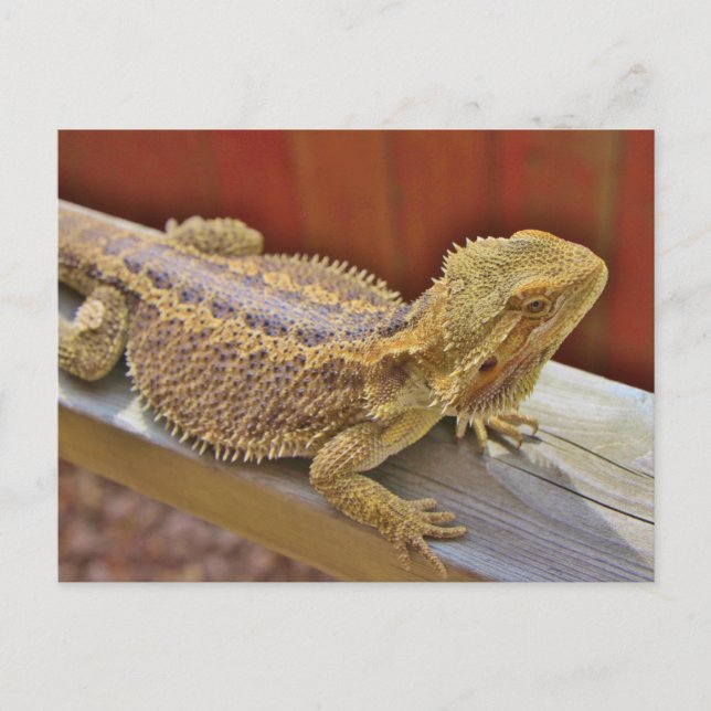 Carte Postale Repose du dragon barbu 2 (Devant)