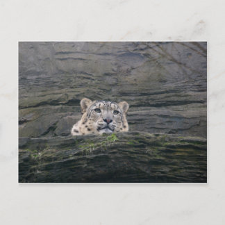 Carte Postale Repose du léopard des neiges