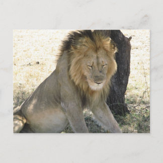 Carte Postale Repose du lion