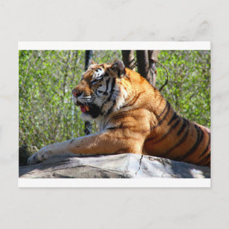 Carte Postale Repose du tigre
