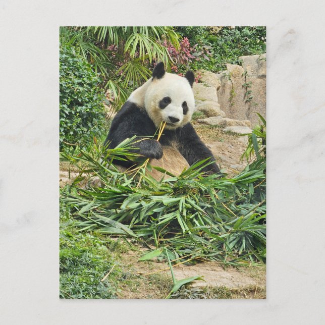 Carte postale représentant un panda mangeant du ba (Devant)